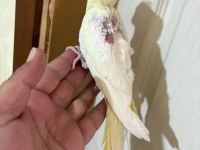 45 Günlük Lutino Bebek Sultan Papağanı