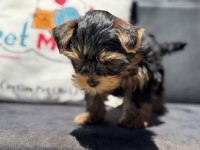 Petmode köpek çiftliğinden tea cup yorkshire terrier