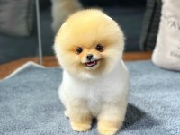 Pomeranian Boo Yavrular Aynı Gün Gönderim