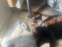 Gri scottish fold prenses