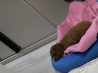 Sevimli erkek poodle