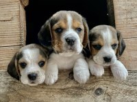 Safkan beagle bebekler