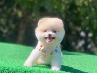 Sevimli pomeranian boo bebeklerimiz teslime hazırlar