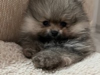 Evde büyümüş pomeranian yavruları