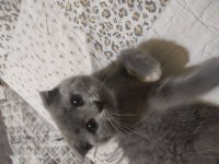 Scottish fold kedim