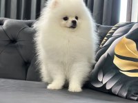 6 AYLIK ERKEK POMERANİAN BOO KÖPEĞİ