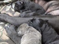 A Safkan Cane Corso 05.12.2024 Doğumlu