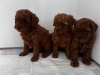 Toy poodle detay için iletişime geçebilirsiniz
