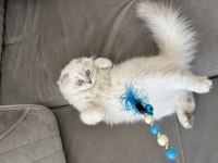 Scottish Fold X British Longhair