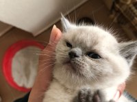 45 GÜNLÜK KEDİLERİMİZİ SAHİPLENDİRME