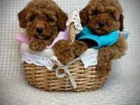 Toy Poodle Yavruları
