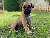 Presa canario tatlı bebek Lili aile arıyor