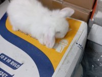 Hollanda Teddy Lop Tavşan Yavruları