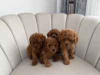 Evde beslediğim kendi köpeklerim
