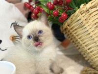 Çikolata point british shorthair