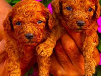 Çok sevimli toy poodle