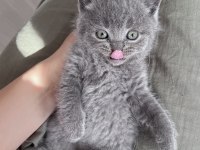 Erkek british shorthair sağlıklı oyuncu