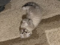 Ayvalık 2 yavru scottish fold ve blue point