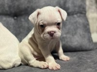 HARİKA FRANSIZ BULLDOG BEBEKLER