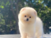 Sevimli pomeranian boo yavrularımız teslime hazırlar