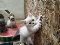 MUHTEŞEM GÜZELLİKTE BLUE POİNT BRİTİSH YAVRULARIMIZ