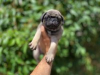 GÜL KUYRUK SIFIR BURUN TOPAÇ PUG MOPS BEBEK