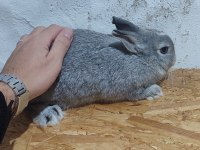 MAVİ GÖZ CÜCE YAVRU TAVŞAN