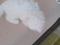 British longhair kedisi
