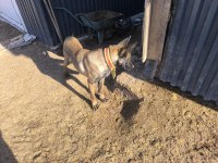 Belçika kurdu maskeli köpekler