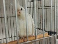 Albino sultan papağanı yavru