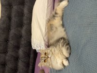 Dişi Chinchilla 1 Yaşında