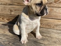 Bayram Şekeri French Bulldog Köpekler