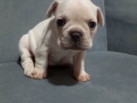 French bulldog