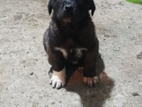 Karakırçıl Yavru Köpekler