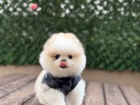 Birbirinden Güzel ve Sevimli Pomeranian Yavrularımız