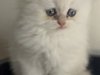 Ayı surat scottish fold