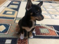 Orijinal yavru chihuahua