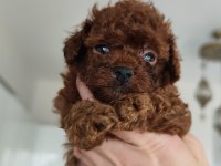 Kore teacup babadan kore teacup poodle bebekler