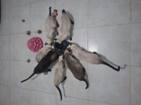 Sertifikalı Baba Ve Anneden Safkan Siyam Yavrular