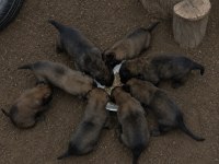 Erkek/Dişi Belçika Malinois Yavrular