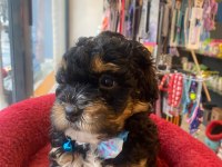 Phantom Black tan özel renk poodle yavrum