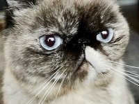 Kısır pars kedisi leona ve kızı sakin chinchilla OREO