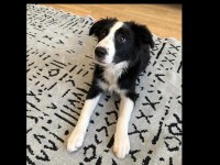 Şecereli safkan border collie