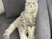 Kedimiz Miaya sıcak yuva