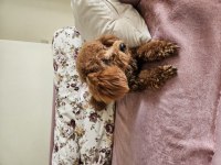 1 yaşında poodle fethiye