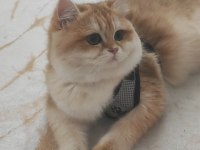Oyuncu Toparlak Kafa Saf Kan ny12 British Shorthair