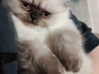 2 aylık scottish fold yavrumuz için