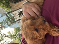 Acil Satılık 2.5 aylık maltipoo erkek köpeğimiz