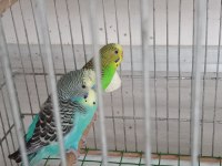 Takım muhabbet kuşu
