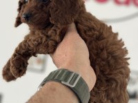 Petmode köpek çiftliğinden ziyarete açık toy poodle